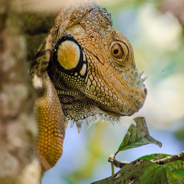 iguanas in san ignacio belize - belize nature tours