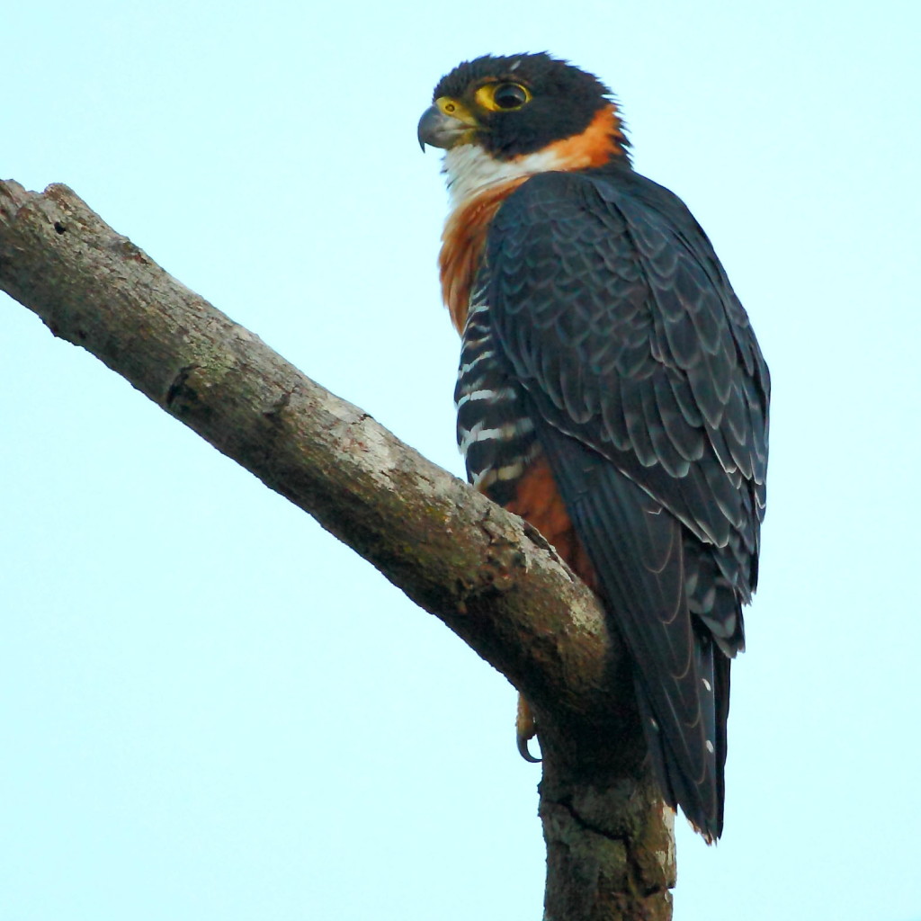 Falco_deiroleucus_-_Orange-breasted_Falcon