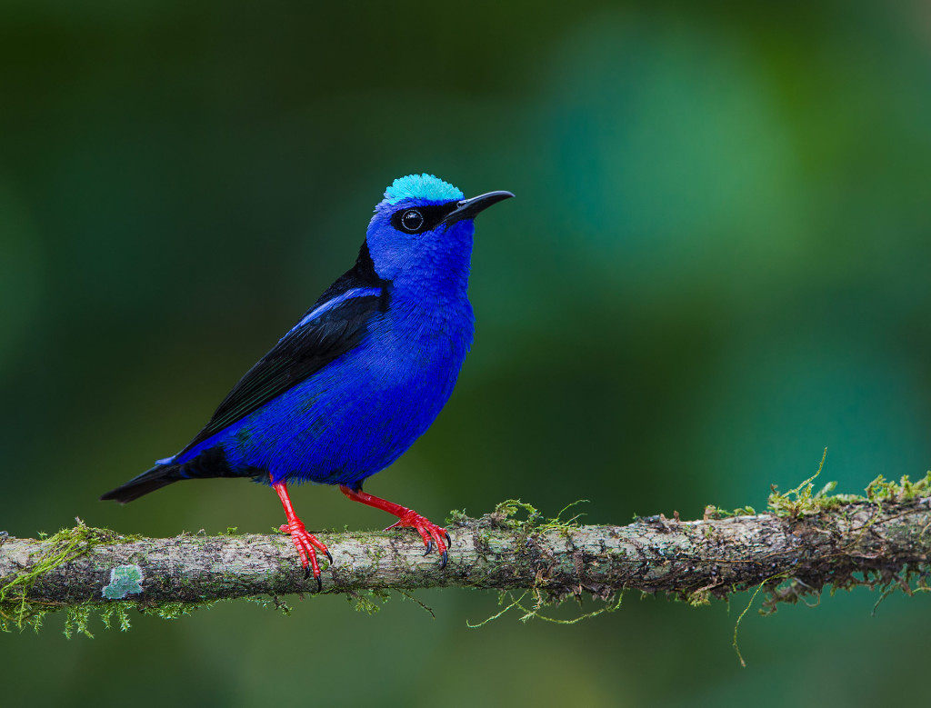 Red-legged-Honeycreeper---Male-1