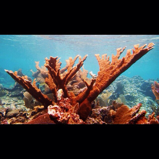 belize corals