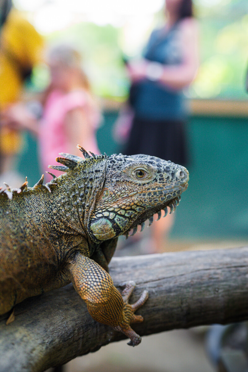 things to do in San Ignacio