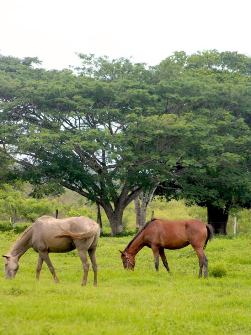 San Ignacio Belize