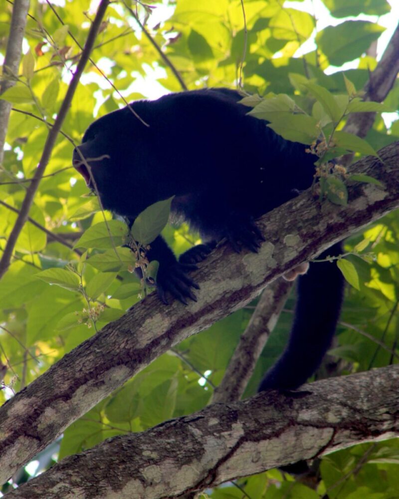 things to do in inland Belize