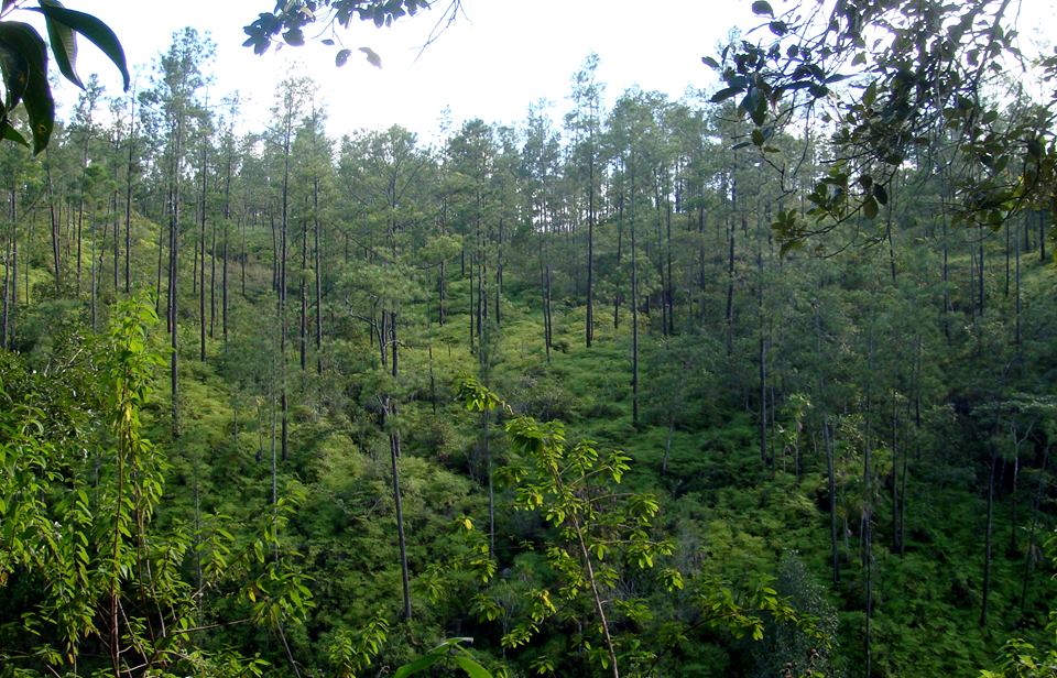 Belize's Verdant Rainforests and Jungles