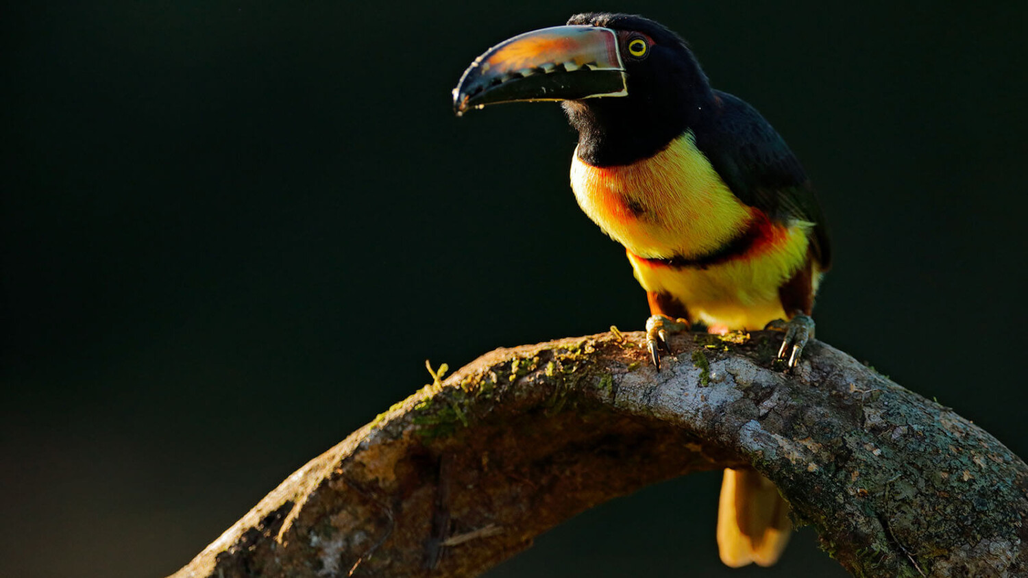 Bird watching in Belize Bird watching in Belize