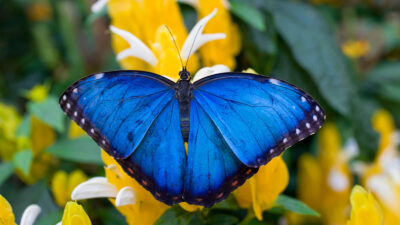 Blue Morpho Butterfly Farm Blue Morpho Butterfly Farm