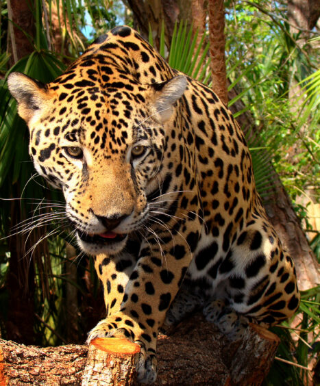 the-belize-jaguar