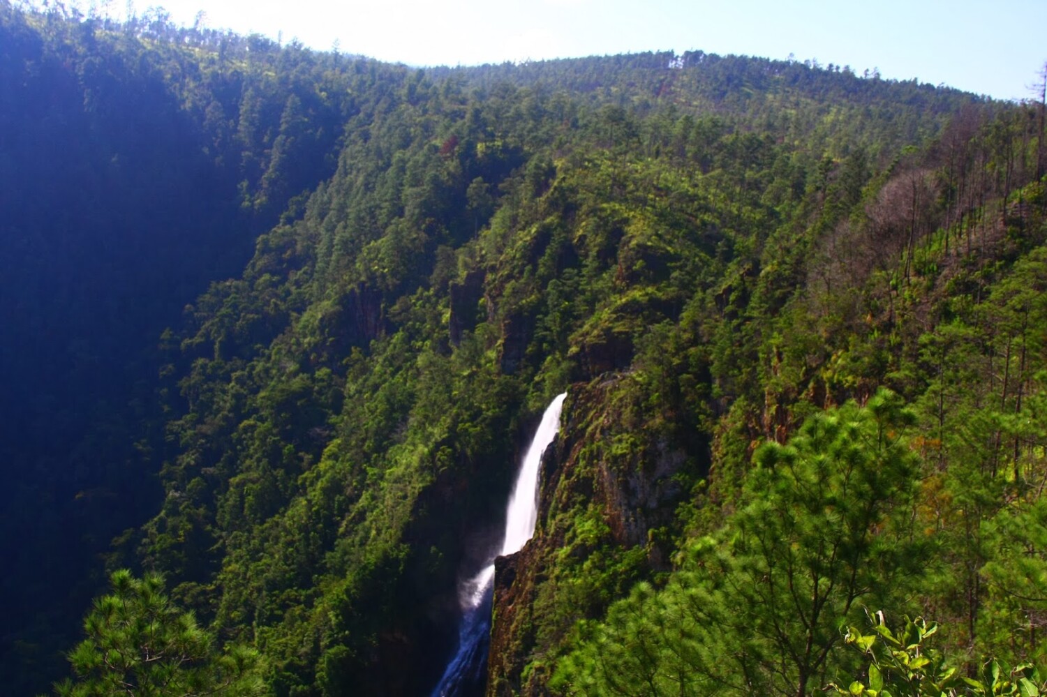 Mountain Pine Ridge
