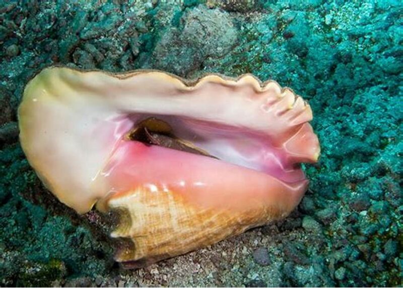conch season Belize