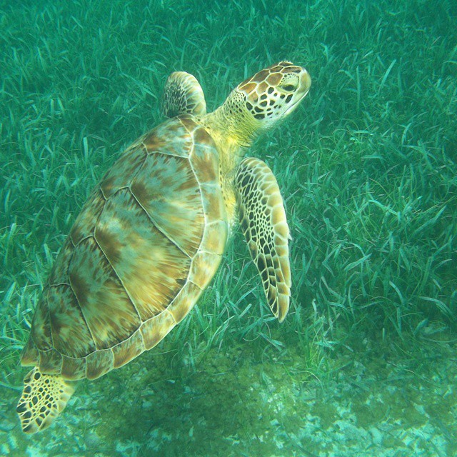 Sea Turtle