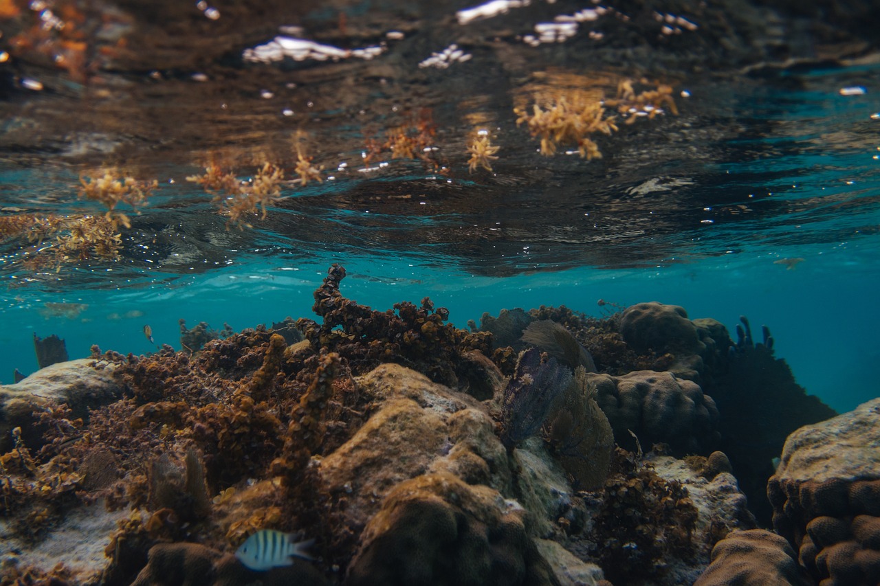 Majestic Belize Barrier Reef