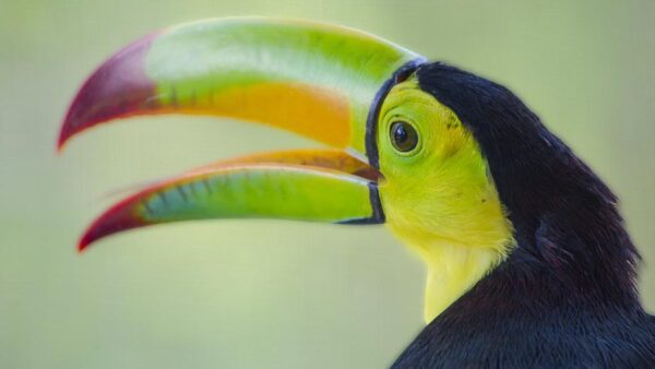 belize birding