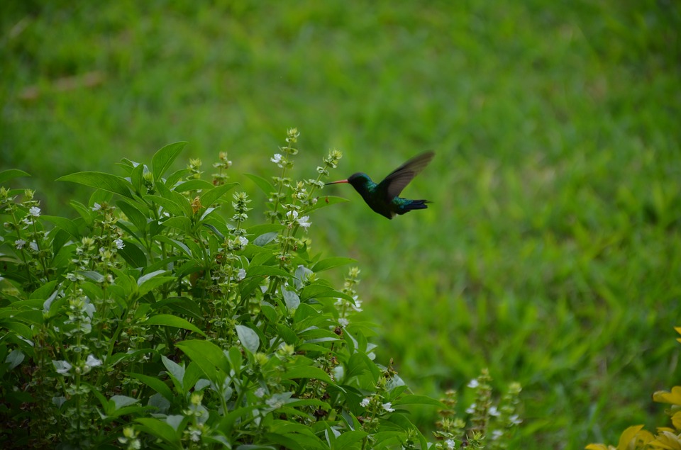 belize birding tours