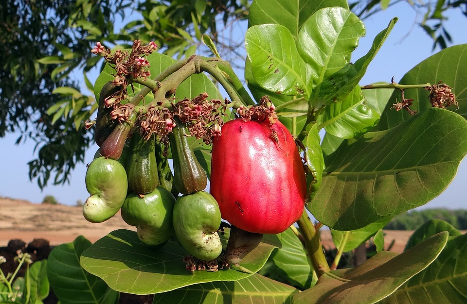 belize cashew festival