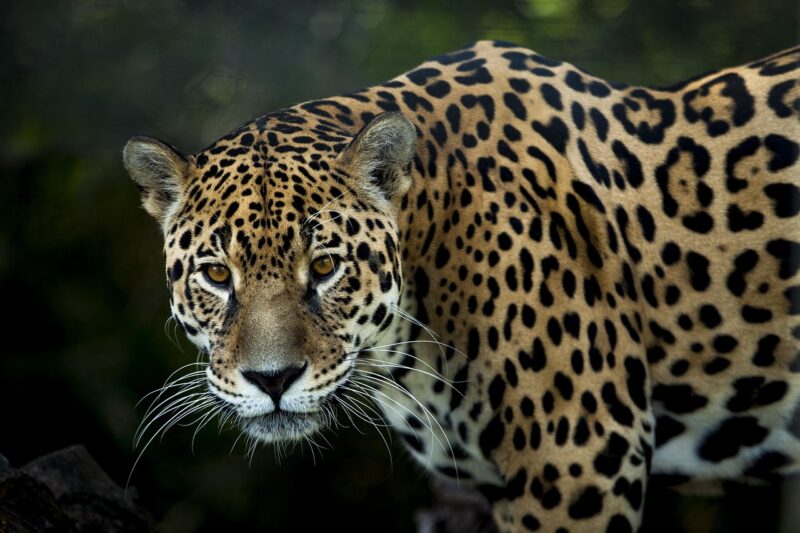Belize jungle vacations
