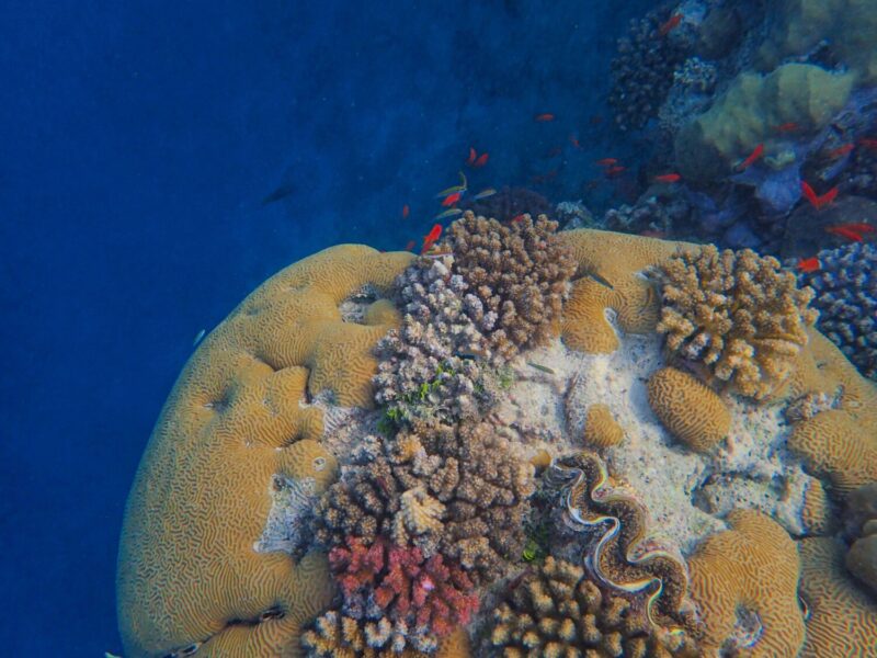 belize barrier reef