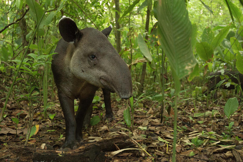 Cayo District Belize Cayo District Belize