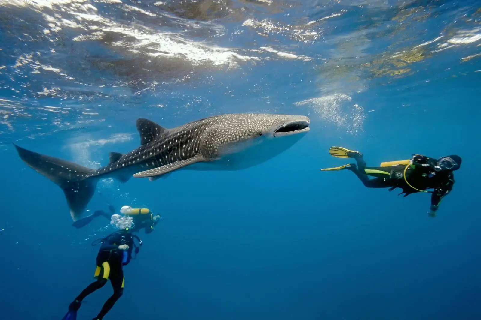 whale sharks