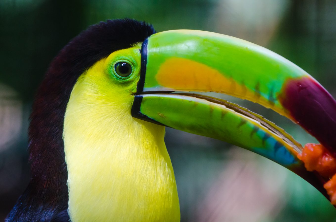 what to do in san ignacio belize what to do in san ignacio belize